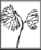 Ranunculus home page
