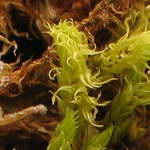 Aulocomnium palustre