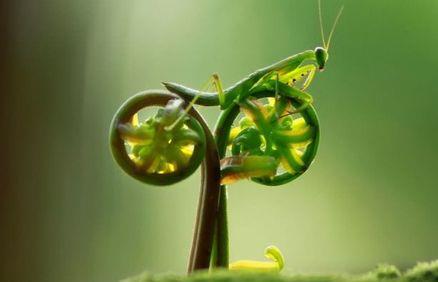European Cyclists Federation